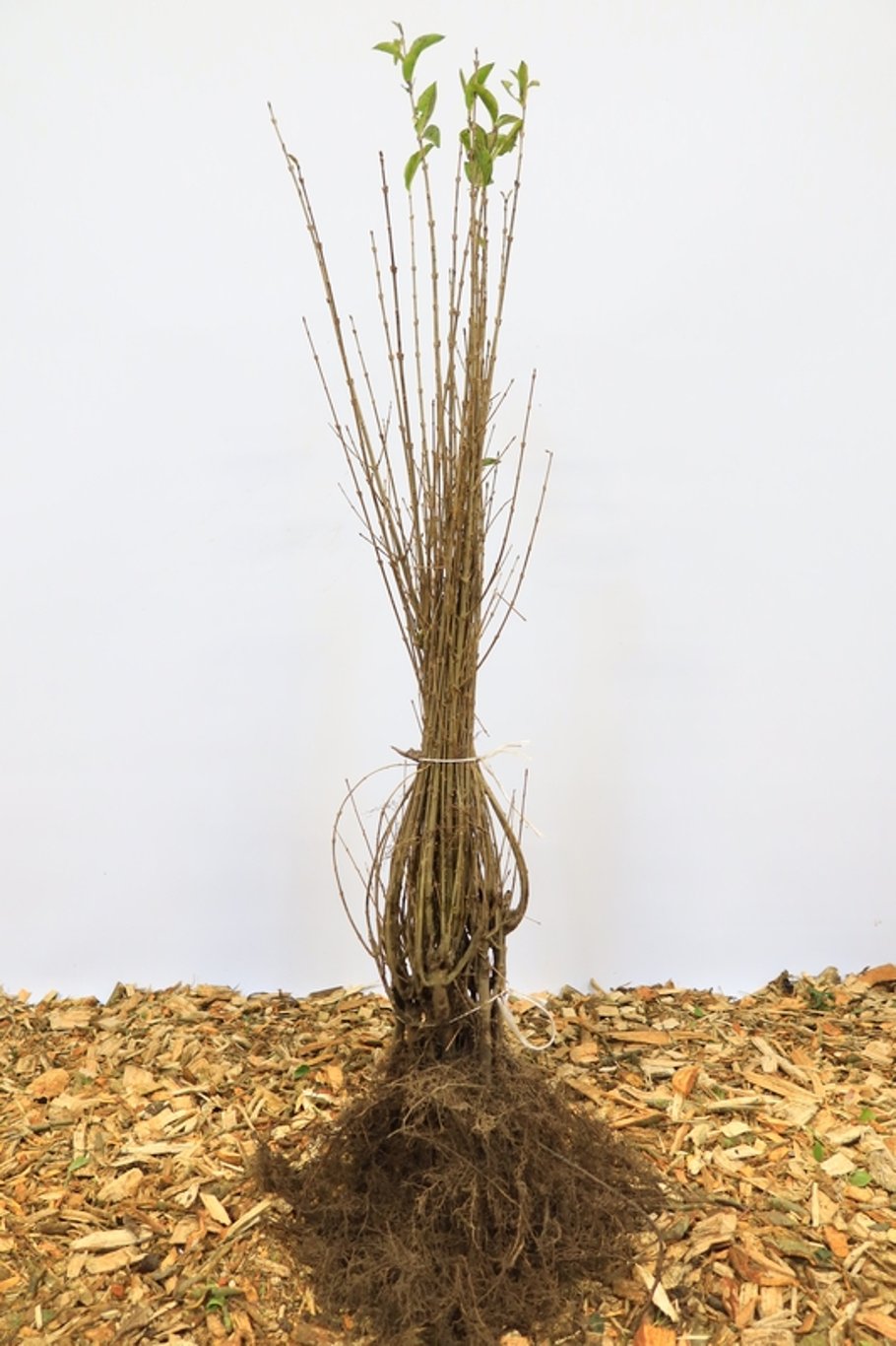 Ligustrum ovalifolium - 100-120 CM bare root 0/2 4-5 branche